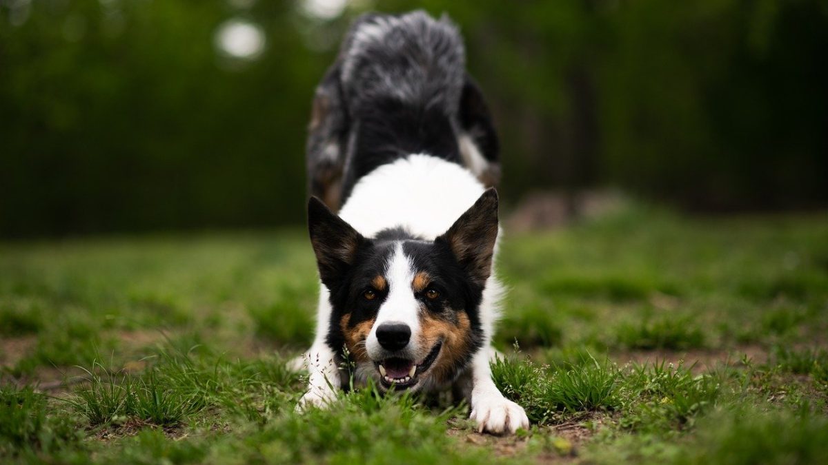 「ワンワン」は英語で何と言う？犬の鳴き声と人が泣くときの表現を紹介