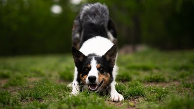 「ワンワン」は英語で何と言う？犬の鳴き声と人が泣くときの表現を紹介