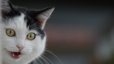 「ニャーニャー」の英語は？気分で変わるネコの鳴き声とスラング表現