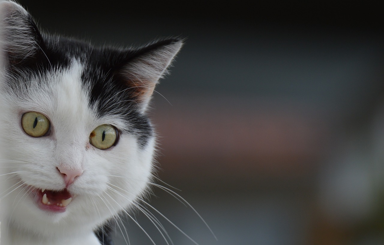cat-866537_1280.jpg