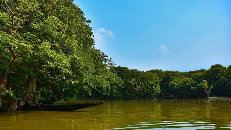世界遺産「シュンドルボン”Sundarbans”」を英語で学ぼう！世界最大マングローブ森林とエコツーリズム