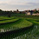 バリ州の文化的景観：トリ・ヒタ・カラナ哲学に基づくスバック灌漑システムとは？その魅力を紹介