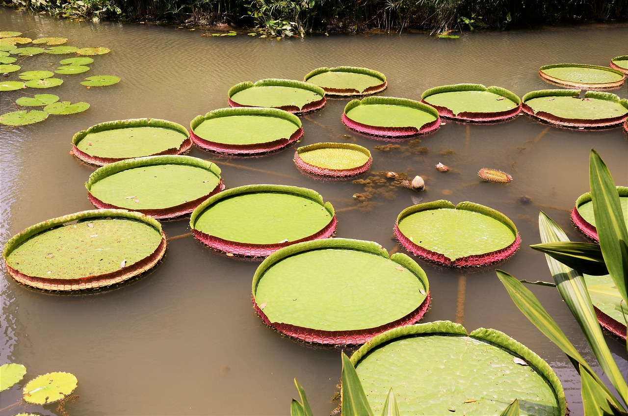 英語学習者におすすめの体験　Recommended Experience for English Language Learners