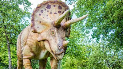 トリケラトプスとは？恐竜を英語で説明してみよう！