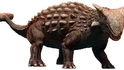 アンキロサウルスとは？鎧のような恐竜の生態・大きさと英語表現
