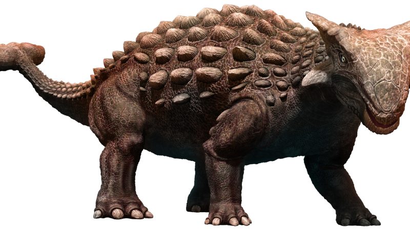 アンキロサウルスとは？鎧のような恐竜の生態・大きさと英語表現