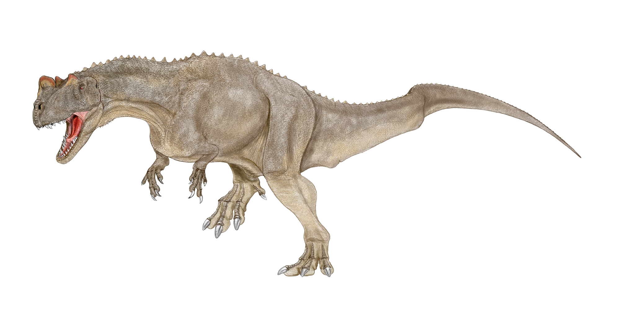 ケラトサウルスとは？角を持つ肉食恐竜の生態・大きさと英語表現を紹介