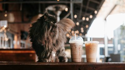 猫カフェ店員が使える英語をロールプレイング形式で紹介！
