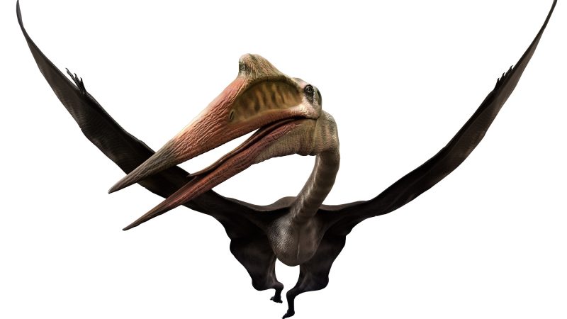 ケツァルコアトルスとは？巨大な飛行恐竜の生態・大きさと英語表現！