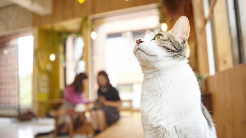 訪日外国人観光客が注目！「猫カフェ店員」を英語で説明！