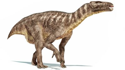 イグアノドンとは？最初期の草食恐竜の生態・大きさと英語表現を紹介