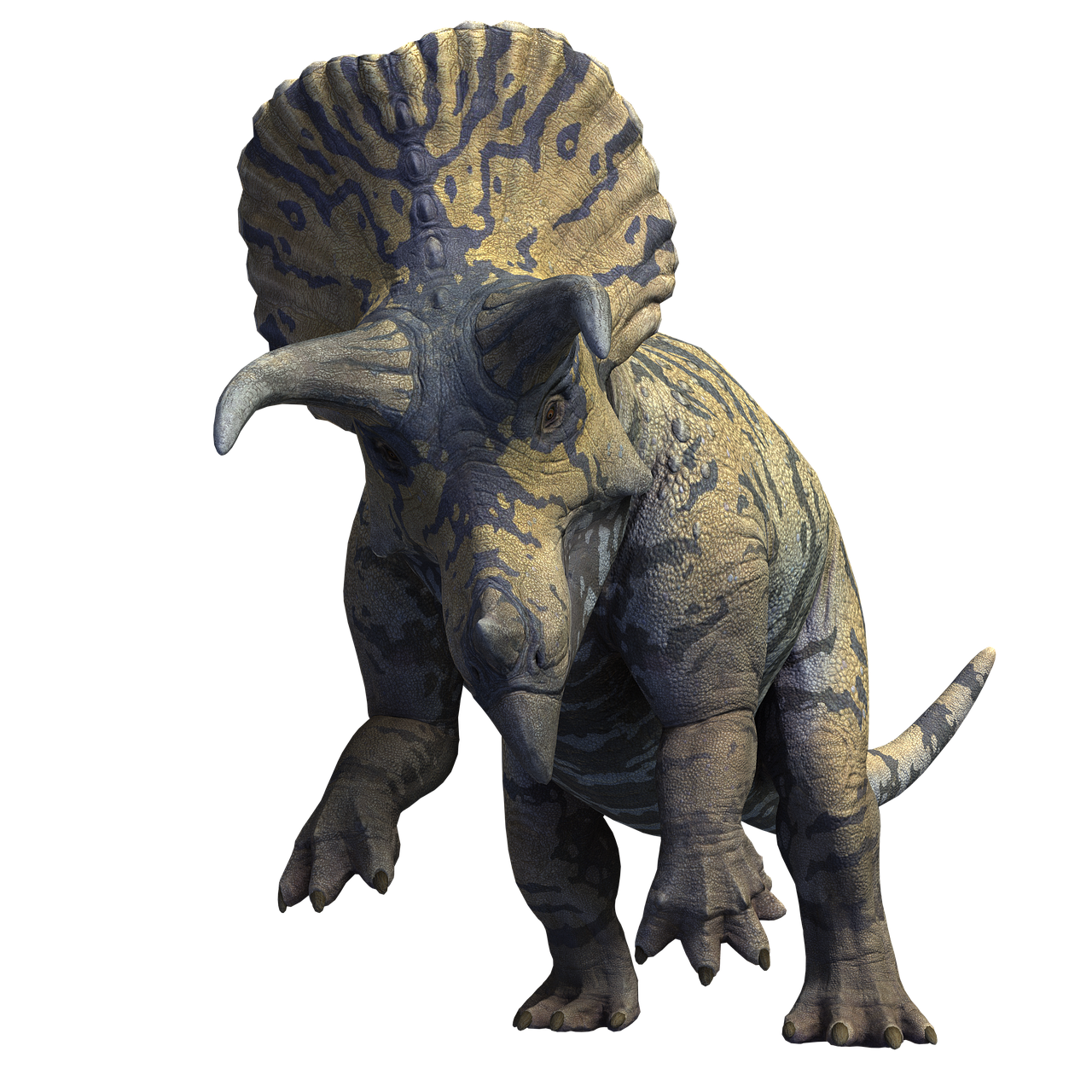 他の角竜と比較してみよう