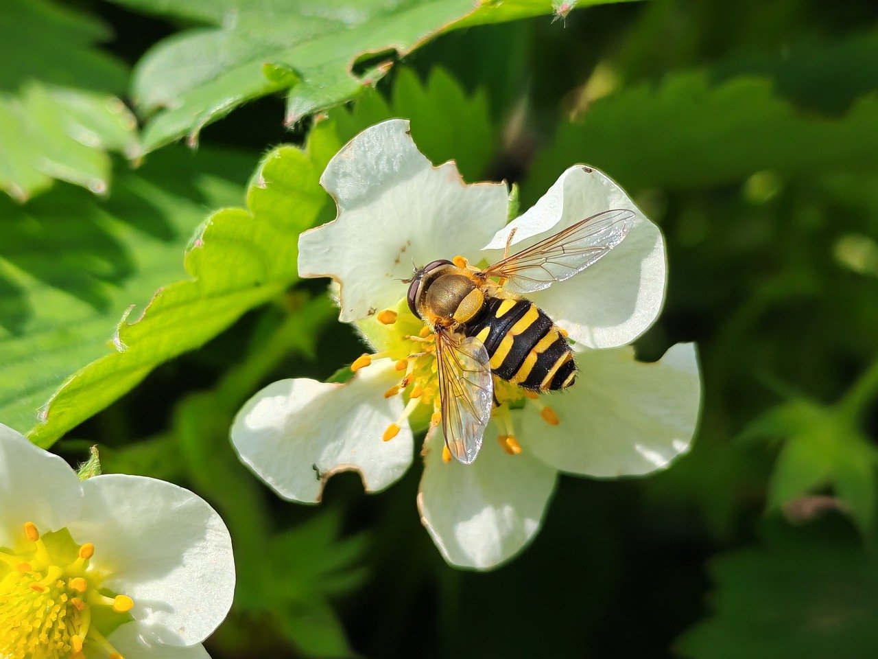 外国人に伝えたい日本のはちみつ文化
