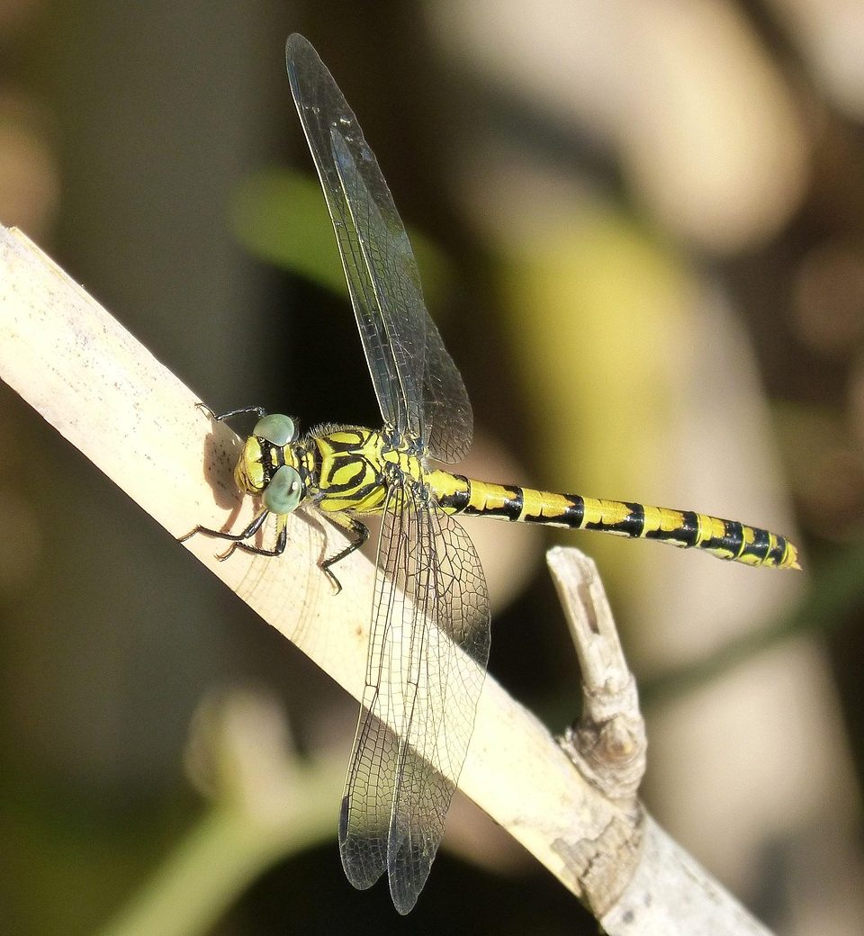  オニヤンマと環境