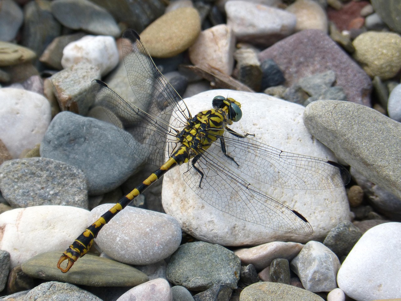 夏の森や川辺で低空をスッと飛ぶ大きなトンボ「オニヤンマ」