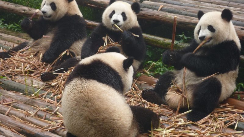 中国の世界遺産「四川ジャイアントパンダ保護区群」を英語で。生物多様性も！