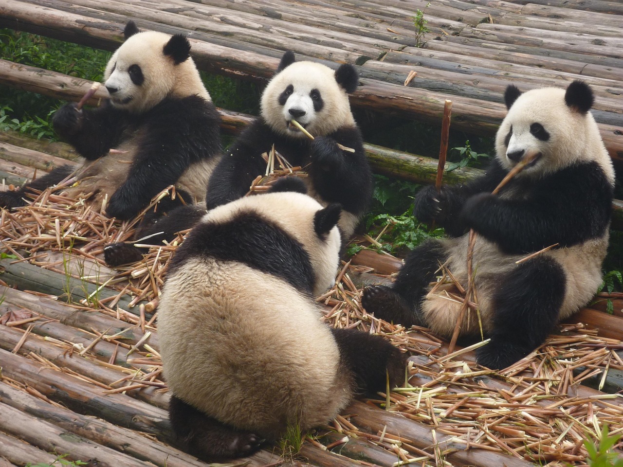中国の世界遺産「四川ジャイアントパンダ保護区群」を英語で。生物多様