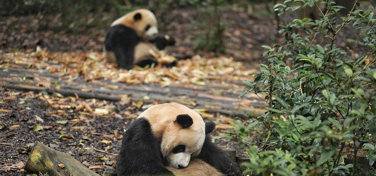 ジャイアントパンダの歴史:ずっと地球の宝
