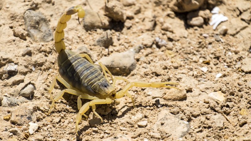 強力な毒を持ち世界一危険なサソリとして知られる「デスストーカー」