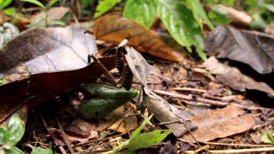 擬態能力と独特な姿で知られる“森の忍者”「オオカレハカマキリ」