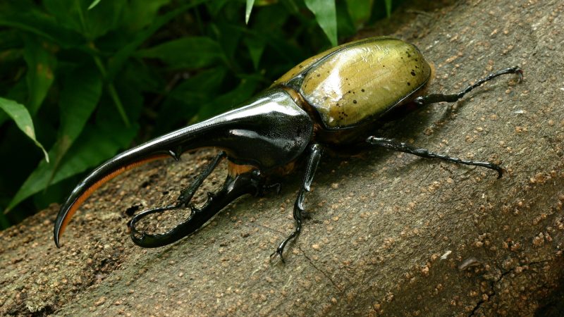 夏休みの自由研究にも！子どもたちや昆虫ファンに大人気「ヘラクレスオオカブト」