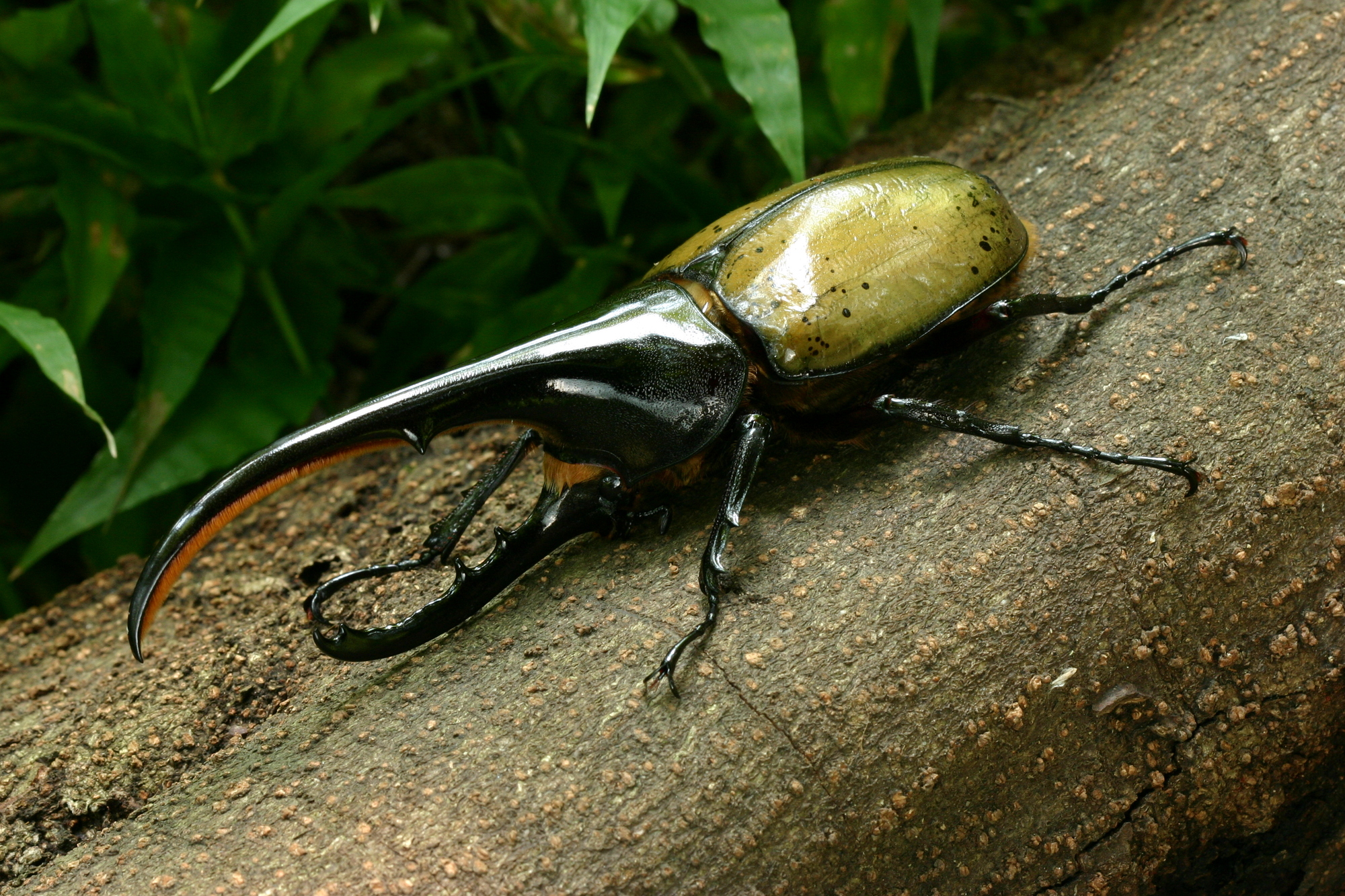 夏休みの自由研究にも！子どもたちや昆虫ファンに大人気「ヘラクレス