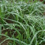 ニラとスイセンの見分け方は？レバニラは健康に良い、と英語で説明してみよう