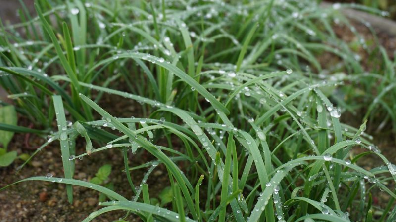 ニラとスイセンの見分け方は？レバニラは健康に良い、と英語で説明してみよう