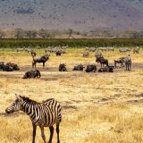タンザニアの世界遺産「ンゴロンゴロ保全地域」とは？動物たちの王国を英語で巡る