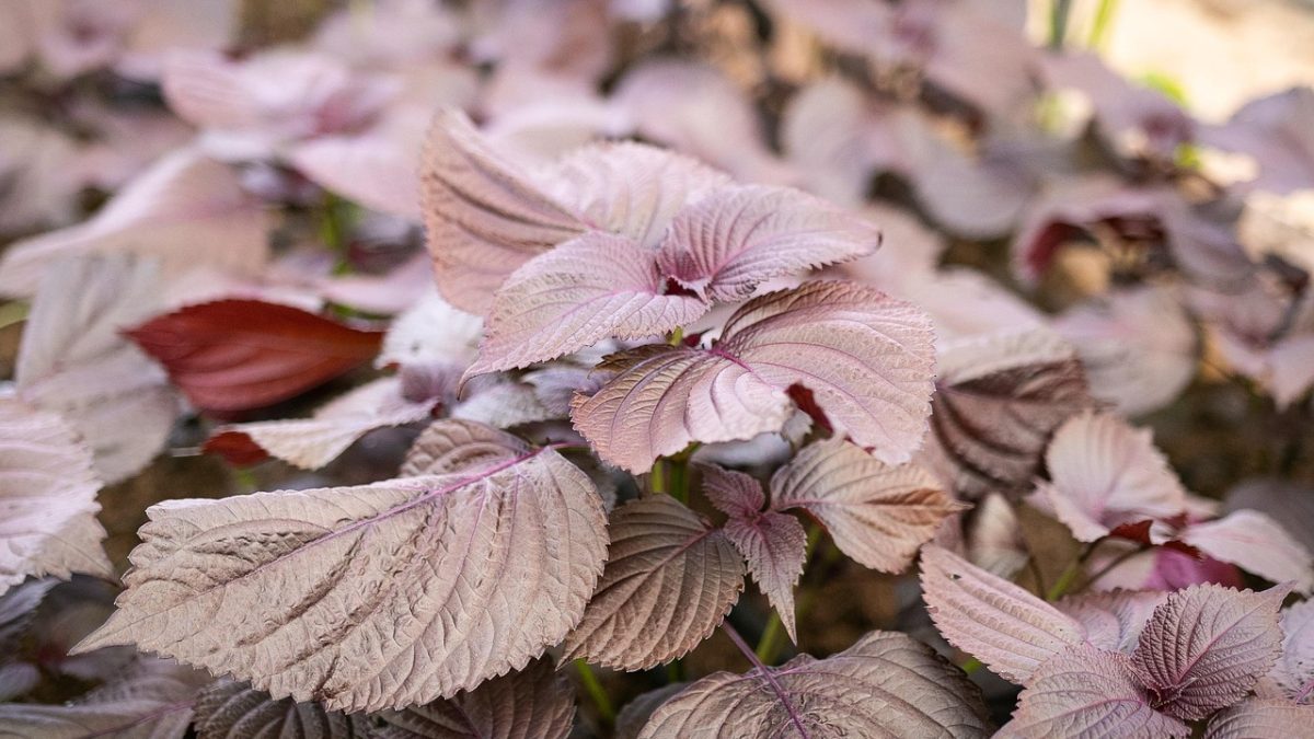 「しそ」って和風ハーブなの？紫蘇と大葉の違いを英語で説明してみよう！