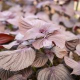 「しそ」って和風ハーブなの？紫蘇と大葉の違いを英語で説明してみよう！