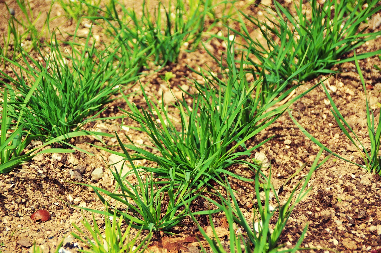 ニラって英語でなんていう？