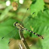 夏の森や川辺で低空をスッと飛ぶ大きなトンボ「オニヤンマ」