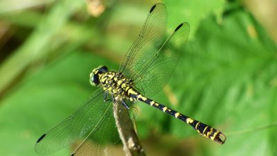 夏の森や川辺で低空をスッと飛ぶ大きなトンボ「オニヤンマ」