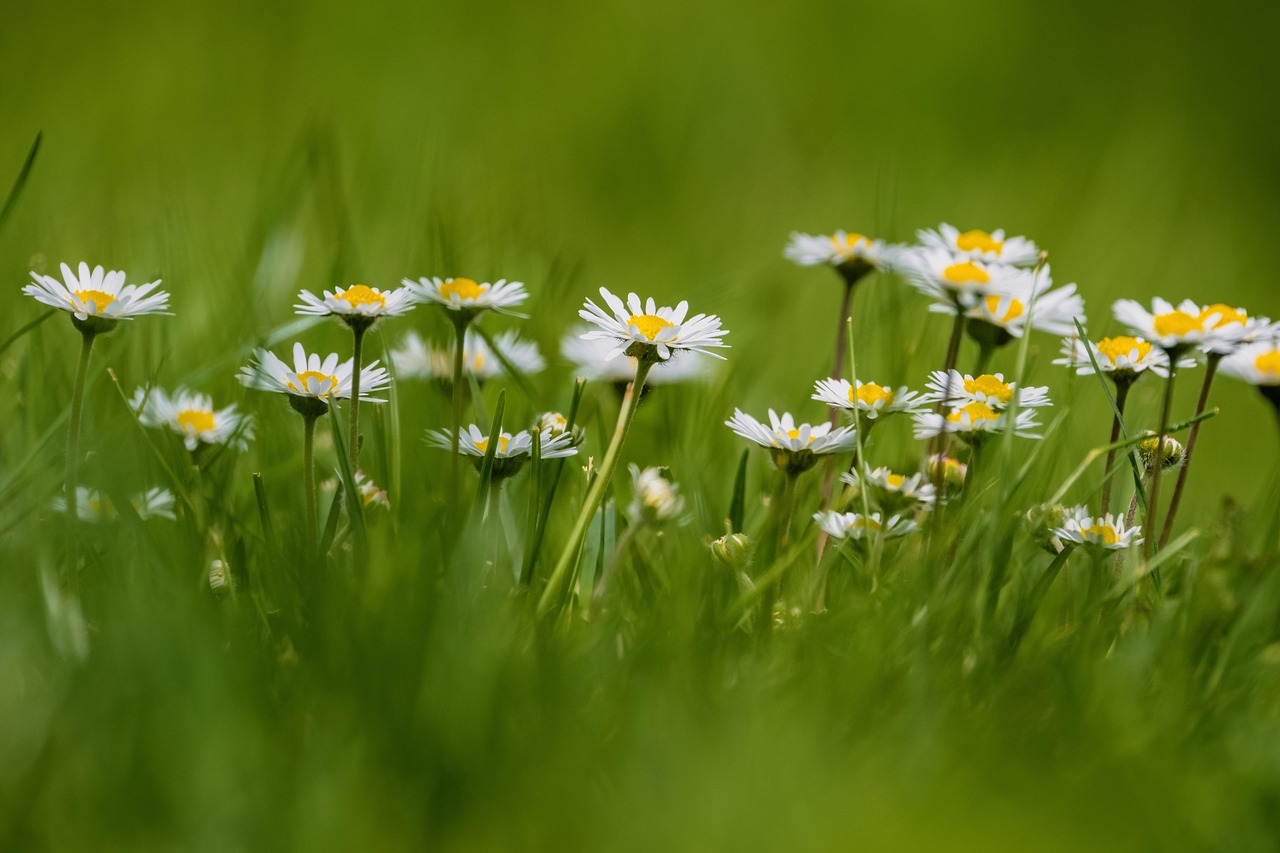 pushing up daisies