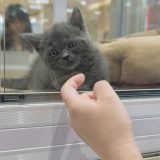 【ペットショップ店員】お役立ち英単語とロールプレイング