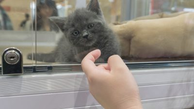 【ペットショップ店員】お役立ち英単語とロールプレイング