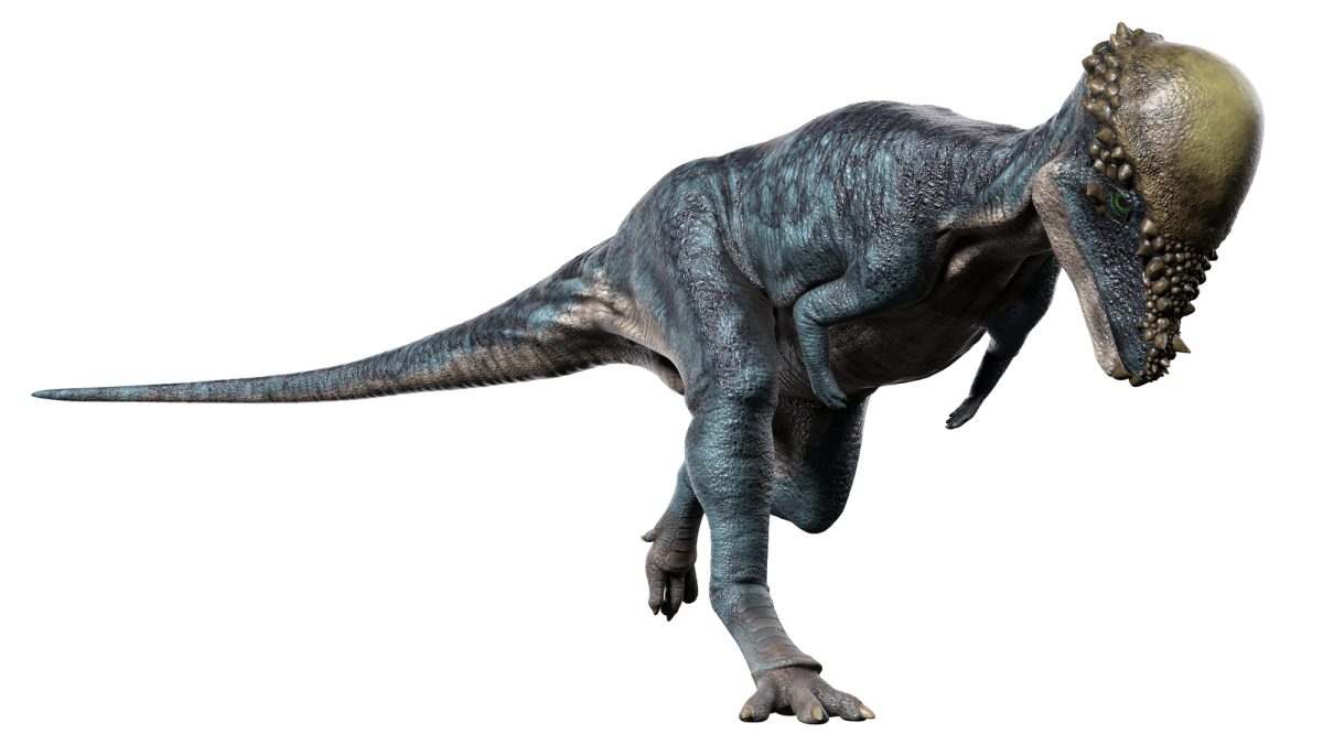 パキケファロサウルスとは？石頭恐竜の特徴・生態と英語表現を紹介