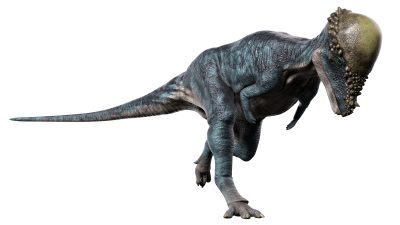 パキケファロサウルスとは？石頭恐竜の特徴・生態と英語表現を紹介