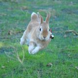 オノマトペ【ピョンピョン】の英語とは？Jumping up and downの使い方を紹介