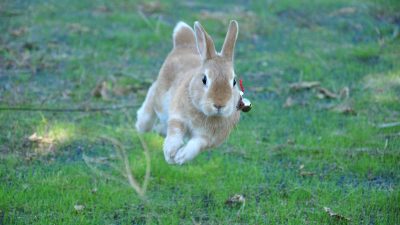 オノマトペ【ピョンピョン】の英語とは？Jumping up and downの使い方を紹介