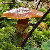 オノマトペ【ヌルヌル】の英語。2つの表現Slippery/Slimyを例文で紹介