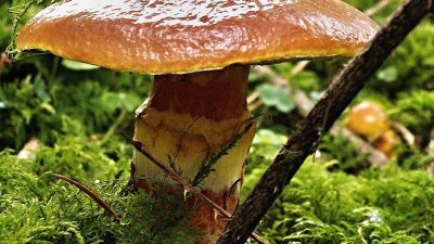 オノマトペ【ヌルヌル】の英語。2つの表現Slippery/Slimyを例文で紹介