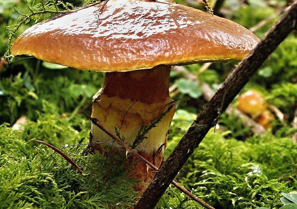 オノマトペ【ヌルヌル】の英語。2つの表現Slippery/Slimyを例文で紹介