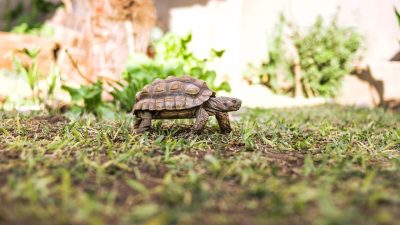 オノマトペ【ノロノロ】の英語とは？遅いことを表現するSlow-movingを紹介