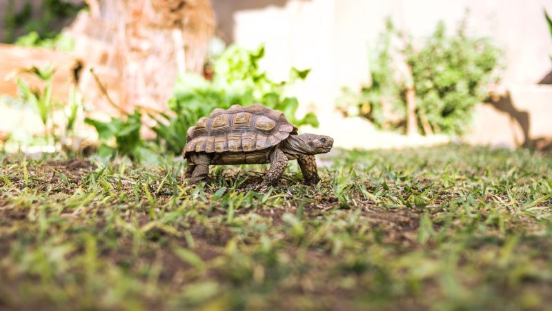 オノマトペ【ノロノロ】の英語とは？遅いことを表現するSlow-movingを紹介