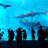 水族館・動物園のガイド／エデュケーターの仕事を英語で説明！業務内容や日本文化をわかりやすく紹介