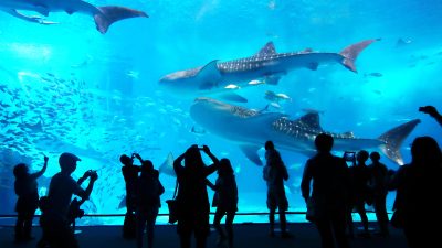 水族館・動物園のガイド／エデュケーターの仕事を英語で説明！業務内容や日本文化をわかりやすく紹介