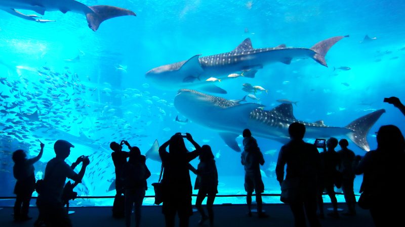 水族館・動物園のガイド／エデュケーターの仕事を英語で説明！業務内容や日本文化をわかりやすく紹介