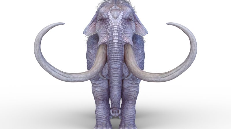 絶滅動物【インペリアルマンモス】を英語で紹介！10トン級、史上最大のマンモスを知ろう